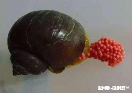 有哪些钓小龙虾的高招儿