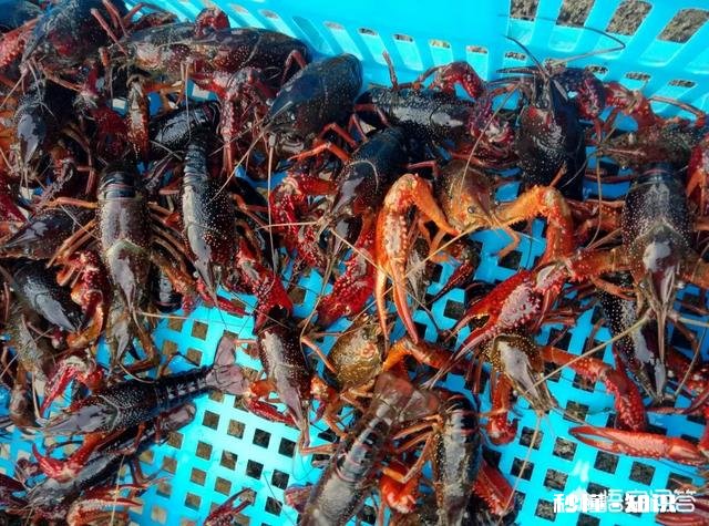 有哪些钓小龙虾的高招儿