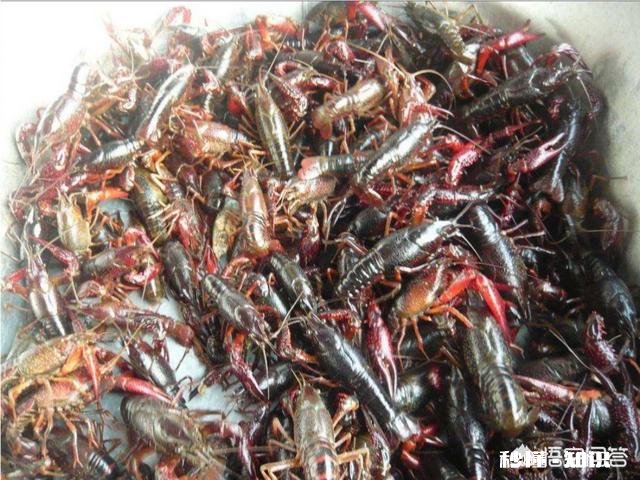 有哪些钓小龙虾的高招儿