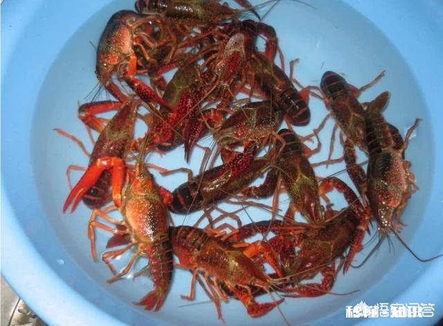 有哪些钓小龙虾的高招儿