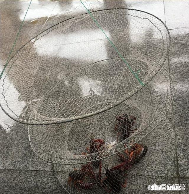 有哪些钓小龙虾的高招儿