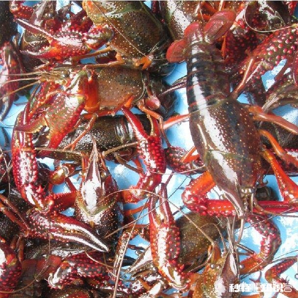 有哪些钓小龙虾的高招儿