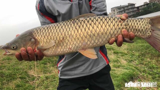 有没有钓友，指导一下怎么钓大鱼
