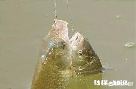 春季如何让鲫鱼“爱”上钩