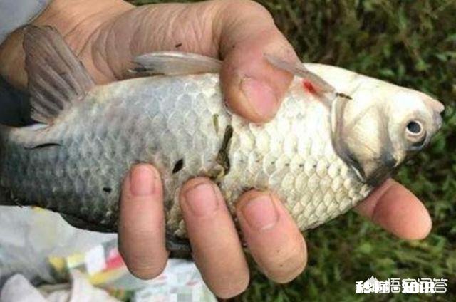 春季如何让鲫鱼“爱”上钩