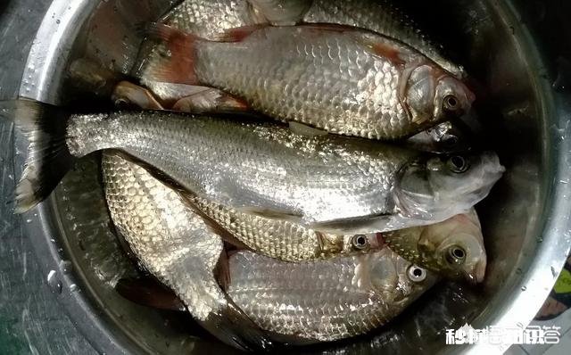 春季如何让鲫鱼“爱”上钩