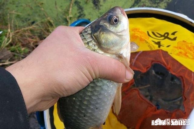 春季如何让鲫鱼“爱”上钩