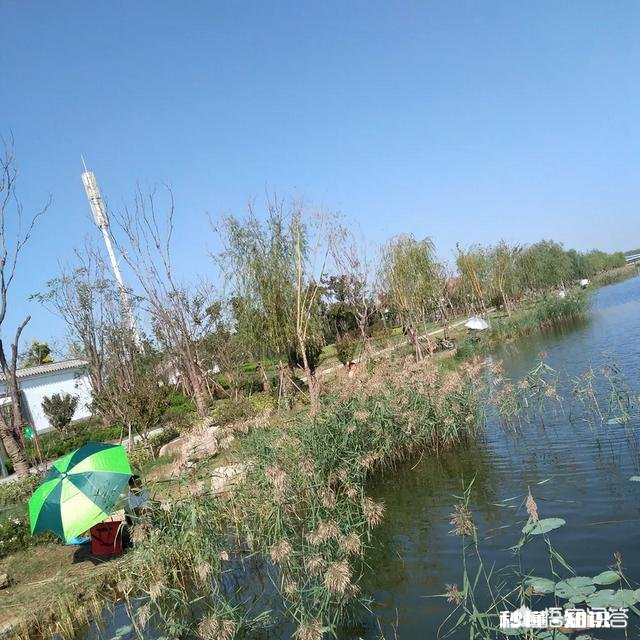 春季如何让鲫鱼“爱”上钩