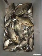 春季如何让鲫鱼“爱”上钩