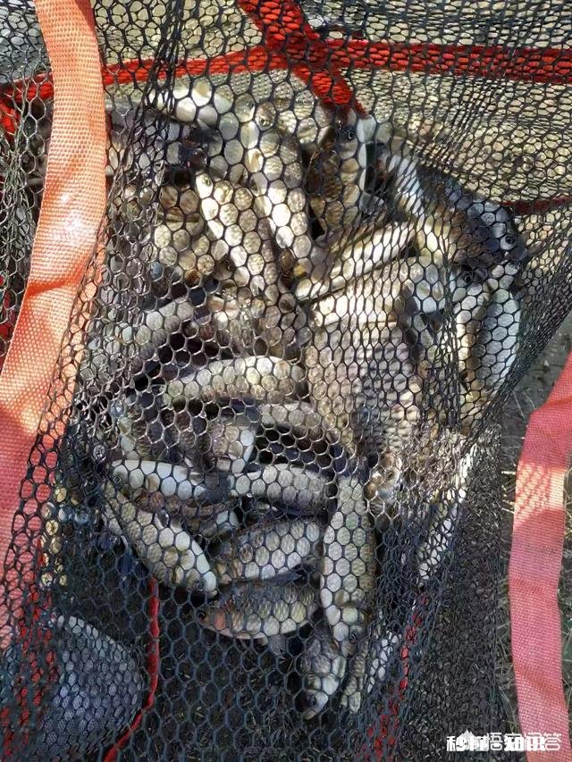 春季如何让鲫鱼“爱”上钩