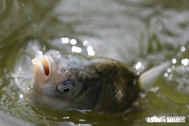 鱼线、鱼钩的大小如何选择搭配
