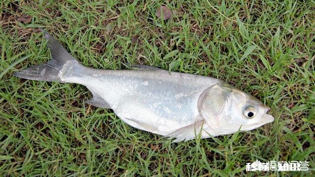 鱼线、鱼钩的大小如何选择搭配