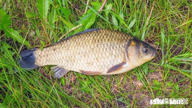 鱼线、鱼钩的大小如何选择搭配