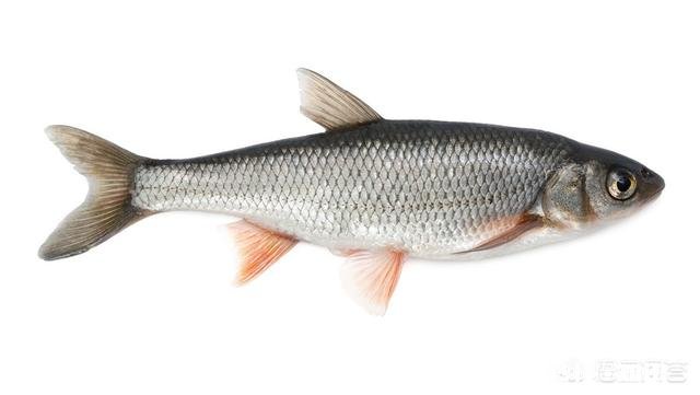 鱼线、鱼钩的大小如何选择搭配