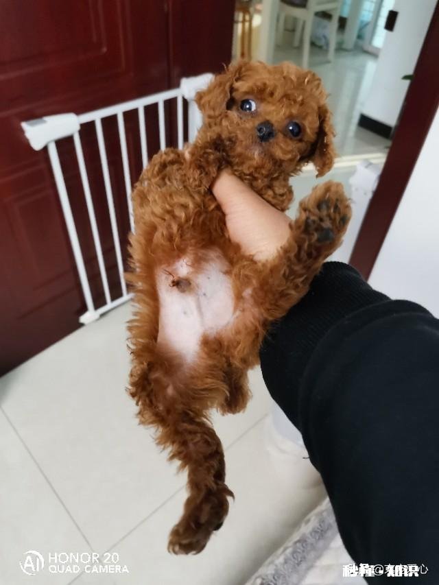 我想买小狗多少钱一个如何挑选