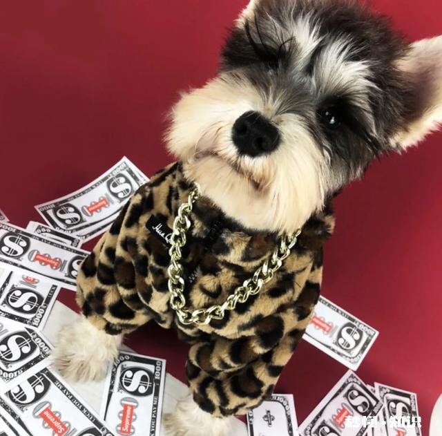 我想买小狗多少钱一个如何挑选