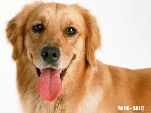 我想买小狗多少钱一个如何挑选