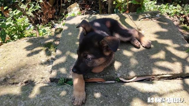 我想买小狗多少钱一个如何挑选