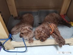 我想买小狗多少钱一个如何挑选