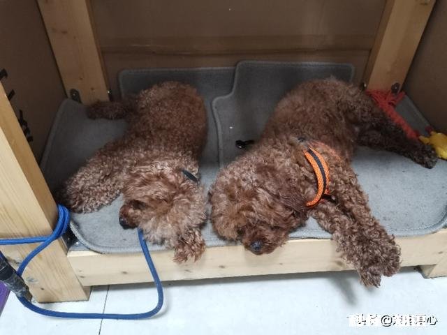 我想买小狗多少钱一个如何挑选