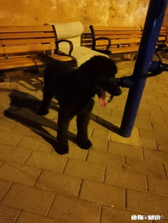 我想买小狗多少钱一个如何挑选