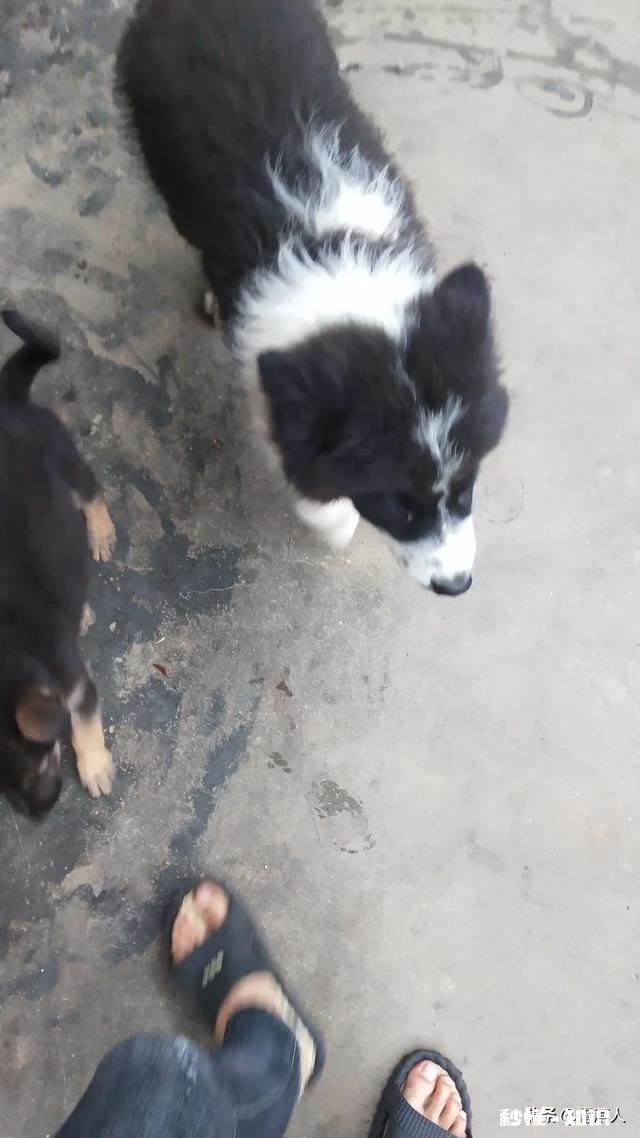 我想买小狗多少钱一个如何挑选