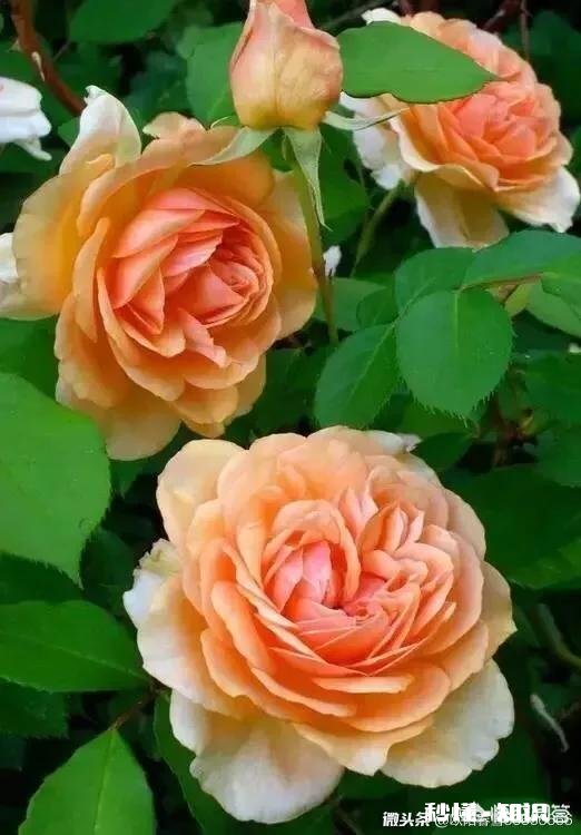 为什么男人喜欢苗条的女生