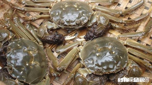 螃蟹又要上市了，你喜欢吃着螃蟹，喝着白酒吗