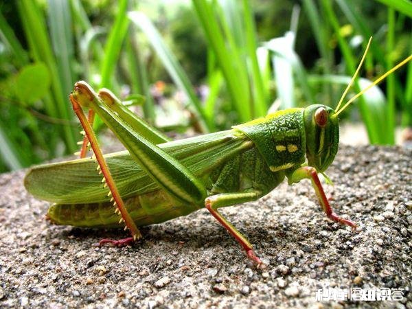 有哪些你不敢尝试的奇葩美食