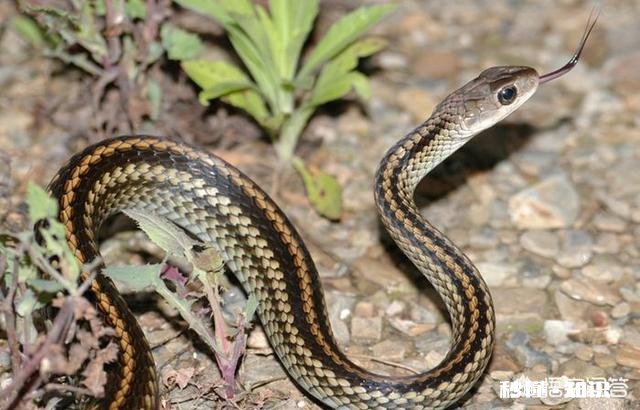 有哪些你不敢尝试的奇葩美食