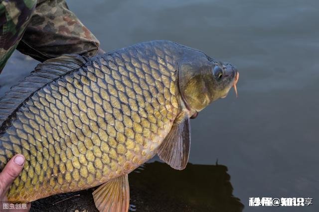鲤鱼都吃死口吗鲤鱼逗钓可以吗