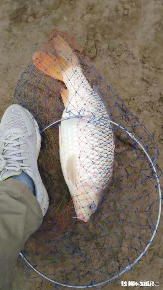 鲤鱼都吃死口吗鲤鱼逗钓可以吗