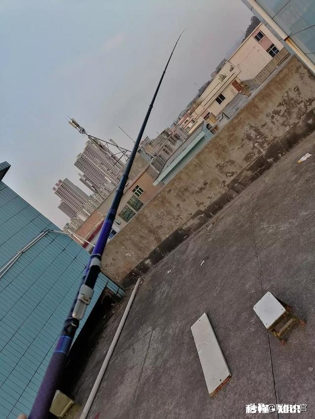 鲤鱼都吃死口吗鲤鱼逗钓可以吗