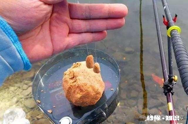 鲤鱼都吃死口吗鲤鱼逗钓可以吗