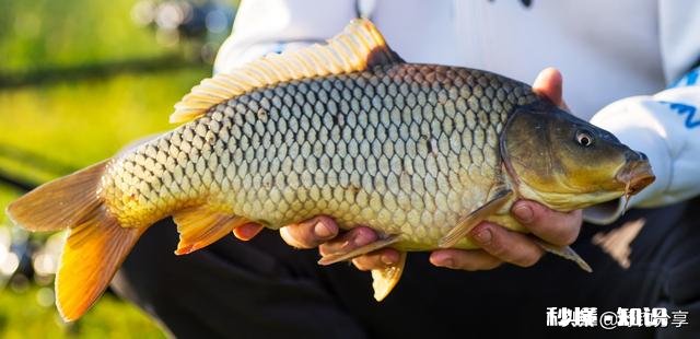 鲤鱼都吃死口吗鲤鱼逗钓可以吗