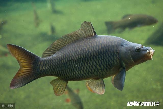 鲤鱼都吃死口吗鲤鱼逗钓可以吗