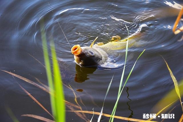 鲤鱼都吃死口吗鲤鱼逗钓可以吗