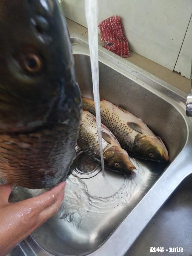 鲤鱼都吃死口吗鲤鱼逗钓可以吗