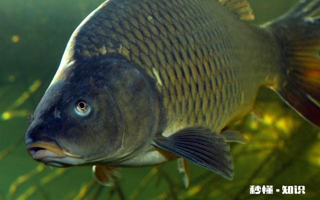 鲤鱼都吃死口吗鲤鱼逗钓可以吗