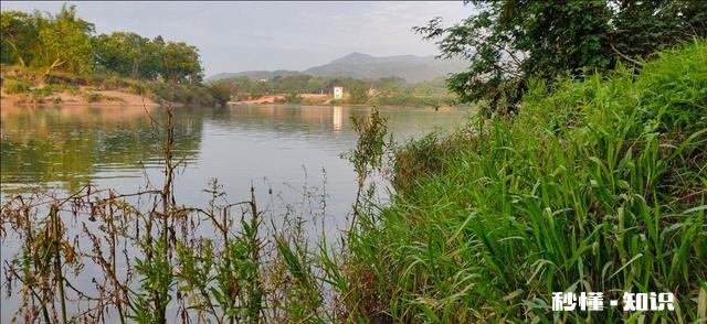 野钓草鱼鲫鱼与鲤鱼等如何调料才让鱼口更好