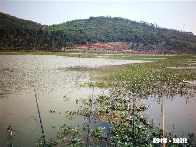 野钓草鱼鲫鱼与鲤鱼等如何调料才让鱼口更好
