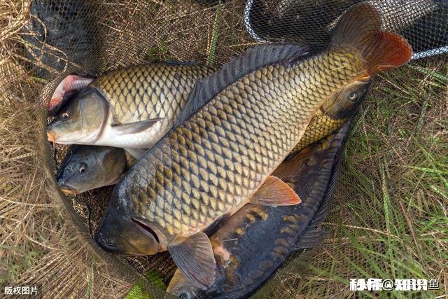 野钓草鱼鲫鱼与鲤鱼等如何调料才让鱼口更好