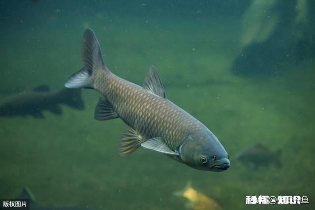 野钓草鱼鲫鱼与鲤鱼等如何调料才让鱼口更好