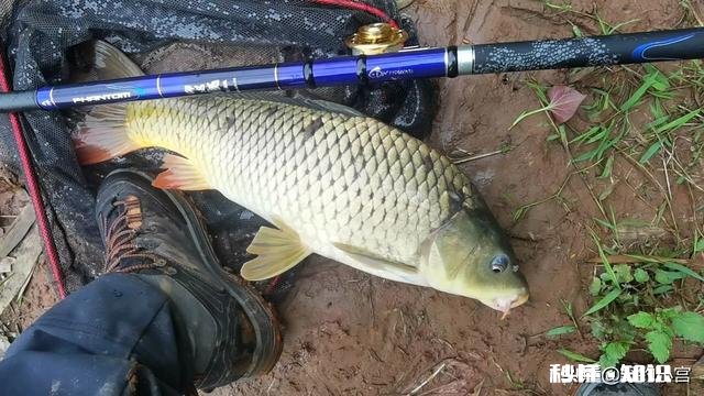 野钓草鱼鲫鱼与鲤鱼等如何调料才让鱼口更好