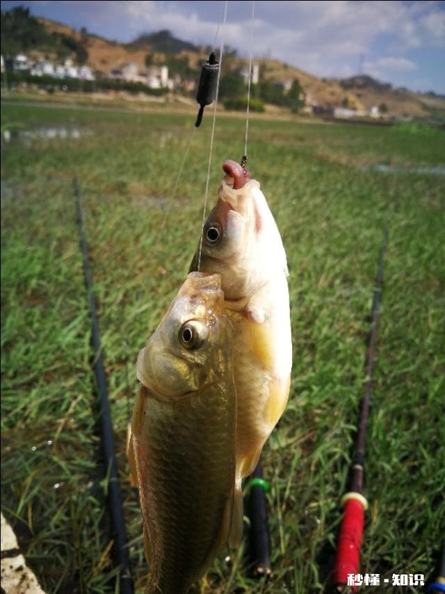 野钓草鱼鲫鱼与鲤鱼等如何调料才让鱼口更好