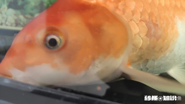 野钓草鱼鲫鱼与鲤鱼等如何调料才让鱼口更好