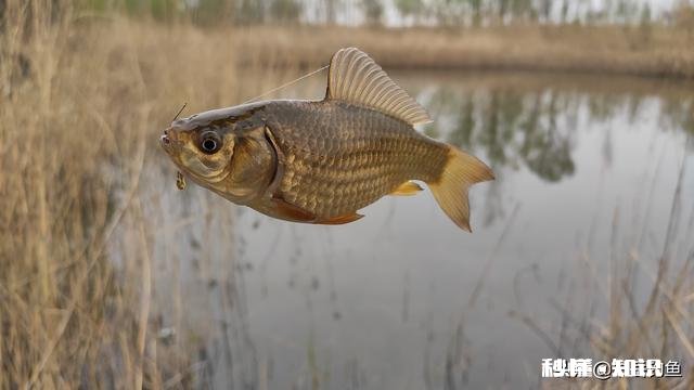野钓草鱼鲫鱼与鲤鱼等如何调料才让鱼口更好