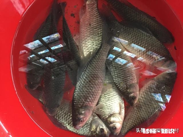 野钓草鱼鲫鱼与鲤鱼等如何调料才让鱼口更好