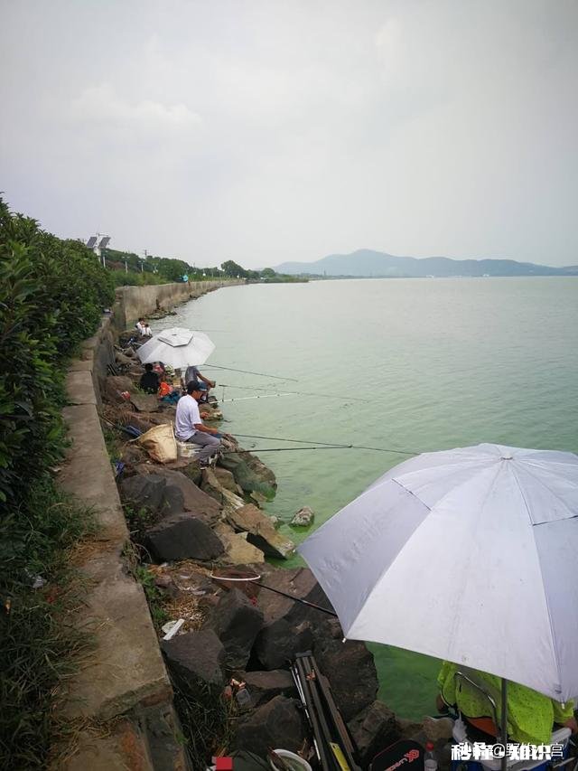 野钓草鱼鲫鱼与鲤鱼等如何调料才让鱼口更好