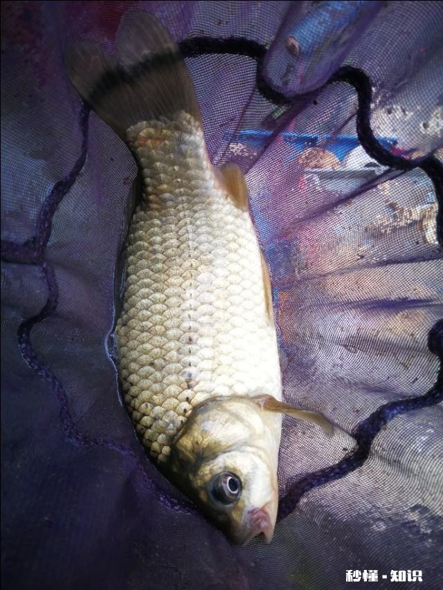 野钓草鱼鲫鱼与鲤鱼等如何调料才让鱼口更好